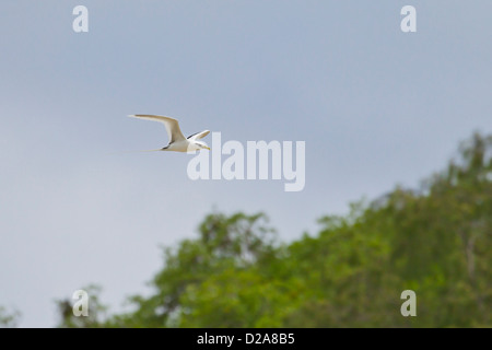 Phaethon lepturus lepturus Seychellen Weißschwanz-Tropikvogel le cerf tropique Banque D'Images