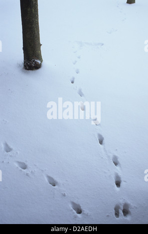 Deux séries de voies de passage à travers la neige chat arbres Rowan Banque D'Images