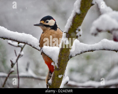 Fin de couverture, Southampton, Hampshire, Royaume-Uni. 18 janvier 2013. Mâle Pic (dendrocopus majeur) dans la neige, Hedge End, Southampton, Hampshire, Angleterre. Credit : Krys Bailey / Alamy Live News Banque D'Images