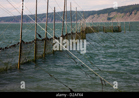 Le barrage à poissons, un filet de pêche en spirale, à l'île Partridge près de Parrsboro, en Nouvelle-Écosse Banque D'Images