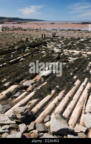 Vestiges de quais en bois et les jetées de l'industrie minière du charbon sur la plage à les falaises fossilifères de Joggins Banque D'Images