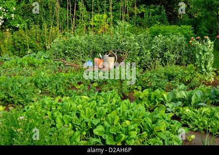 Les légumes d'appoint : épinards, chou, pomme de terre, ail, fèves, topinambour. Banque D'Images