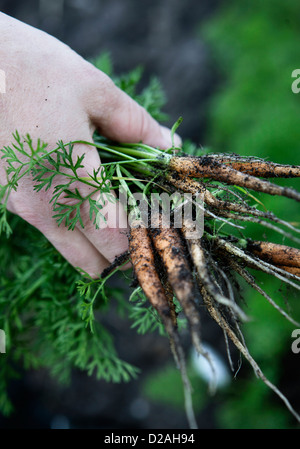 Hand holding a baby carrots Banque D'Images