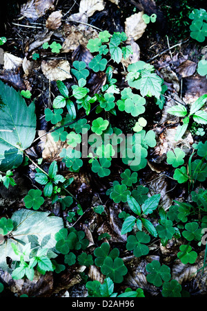 De plus en plus d'herbes dans le jardin Banque D'Images