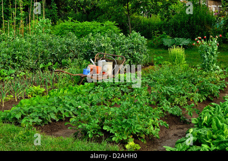 Lit de légumes : pommes de terre, épinards, fèves, l'ail, fèves, artichauts de Jérusalem, et d'une brouette. Banque D'Images