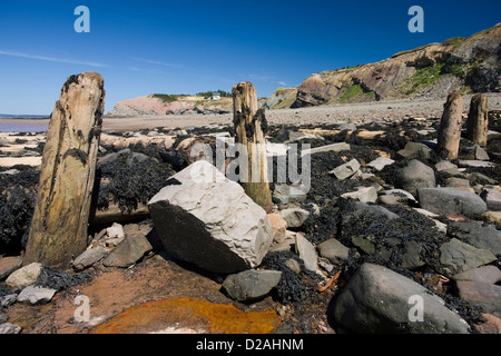 Vestiges de quais en bois et les jetées de l'industrie minière du charbon sur la plage à les falaises fossilifères de Joggins Banque D'Images