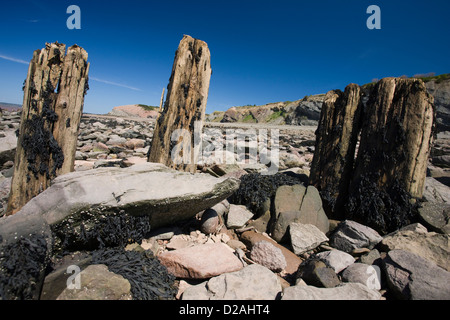 Vestiges de quais en bois et les jetées de l'industrie minière du charbon sur la plage à les falaises fossilifères de Joggins Banque D'Images