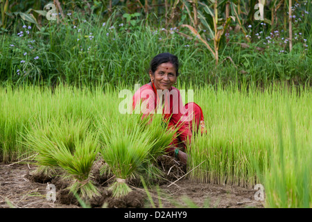 Une femme recueille des plants de riz pour les planter dans sa rizière. Banque D'Images