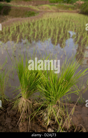 Des plants de riz prêts à être plantés. Ses la saison des pluies et du temps aux plantes de riz et de millet, de l'alimentation stable du Népal. Banque D'Images