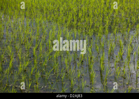 Un riz nouvellement plantés avec de plus en plus des semis dans de l'eau et la boue. Banque D'Images