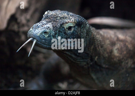 Un dragon de Komodo au ZSL London Zoo. Banque D'Images