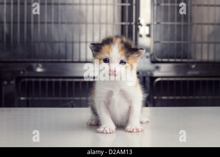 Un bébé chaton est assis sur une table d'examen à un bureau de vétérinaires Banque D'Images