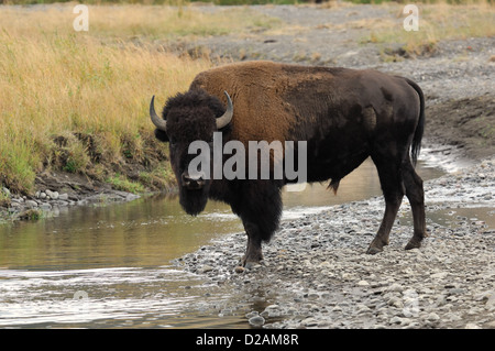 Bison d'Amérique (Bison bison) traverser la Lamar River dans le Parc National de Yellowstone au Wyoming Banque D'Images