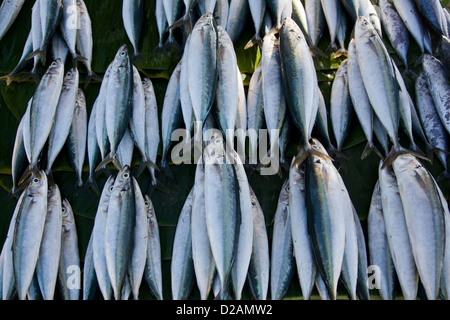 Le poisson frais à la vente, sur la plage face à Dili, capitale du Timor Leste. Banque D'Images