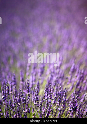 Close up of Purple Flowers in field Banque D'Images