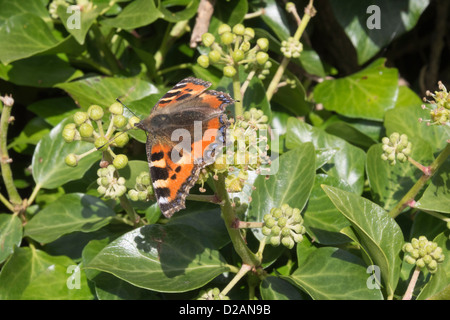 Petit papillon écaille (Aglais urticae) se nourrissant de fleurs de lierre (Hedera helix) dans une haie à la fin de l'été en UK Banque D'Images