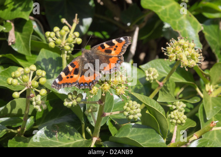 Petit papillon écaille (Aglais urticae) se nourrissant de fleurs de lierre (Hedera helix) dans une haie à la fin de l'été dans le pays de Galles Royaume-uni Grande-Bretagne Banque D'Images