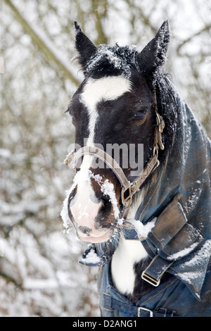 Chevaux dans la neige au chaud avec des tapis Equus ferus caballus Banque D'Images