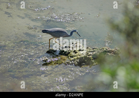 Face blanc Héron cendré Egretta novae hollandiae aussi connu comme Heron rieuses et grue. Banque D'Images