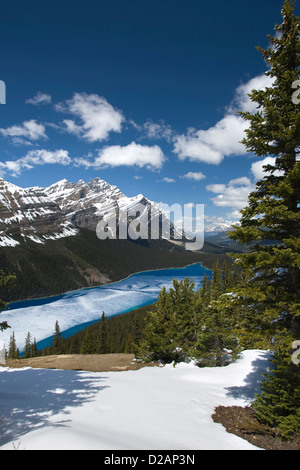 Partie gelé le lac Peyto BANFF NATIONAL PARK ALBERTA CANADA Banque D'Images