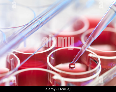 Close up de liquide dans la pipette Banque D'Images