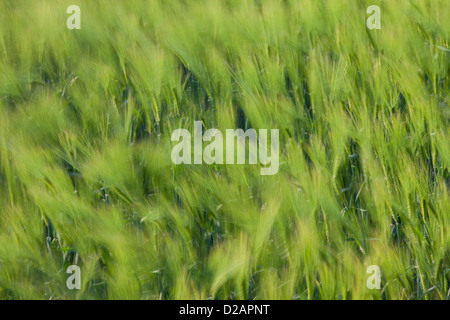 Abstract motion blurred champ d'orge (Hordeum vulgare) avec cerneaux épillets par le vent au printemps Banque D'Images