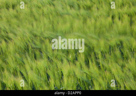 Abstract motion blurred champ d'orge (Hordeum vulgare) avec cerneaux épillets par le vent au printemps Banque D'Images