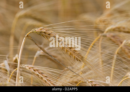 Oreilles mûres en épillets / champ d'orge (Hordeum vulgare) en été Banque D'Images