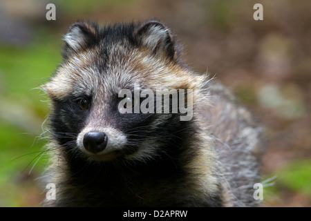 Le chien viverrin (Nyctereutes procyonoides) les espèces envahissantes dans l'Allemagne, l'indigène de l'Asie de l'Est Banque D'Images