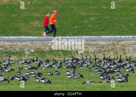 Les coureurs passé en courant de la Bernache cravant (Branta bernicla) troupeau se nourrissant d'herbe dans le champ Banque D'Images