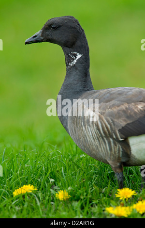 La Bernache cravant (Branta bernicla) dans le pré Banque D'Images