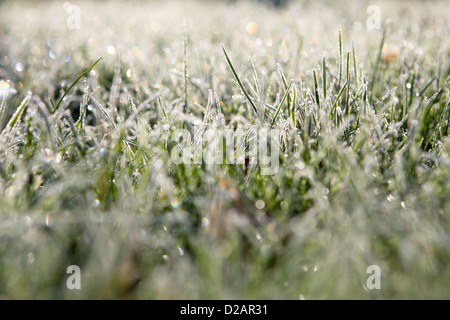 Pelouse / herbe couverte de givre, attrapant la lumière du soleil du matin, gros plan, faible profondeur de champ Banque D'Images