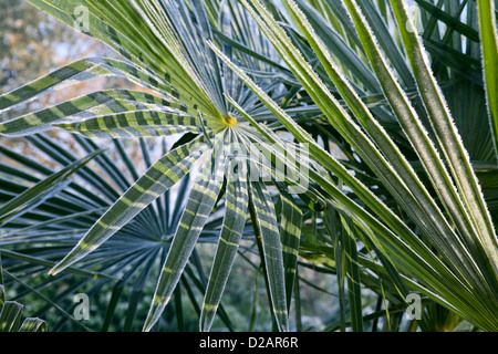 Chusan (Palm) Trachycarpus fortunei feuilles avec frost Banque D'Images