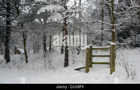Un Bel Hiver Enneige Sur Une Journee Janvier Hivers Woodlands Photo Stock Alamy