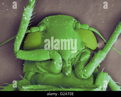 SEM image de petite grass hopper Banque D'Images