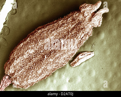 SEM image de graines de cumin Banque D'Images