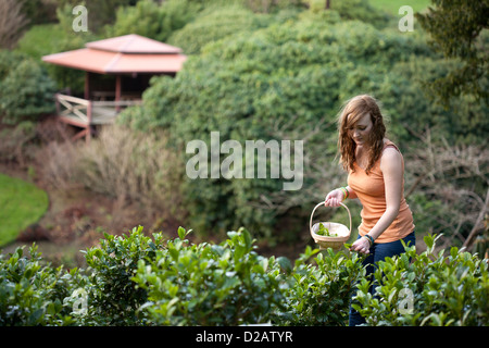 Tregothnan Estate plantation de thé. Un travailleur féminin choisit les feuilles des plants de thé Banque D'Images