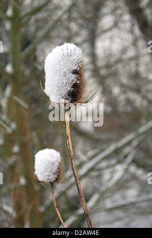 Epsom, Surrey, Angleterre, Royaume-Uni. Le 18 janvier 2013. Neige vent couvrant la moitié d'une tête de graines de chardon, près de la rivière Hogsmill où 4 pouces (10cm) de neige sont tombés. Banque D'Images