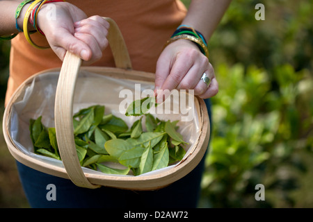 Tregothnan Estate plantation de thé. Un travailleur féminin choisit les feuilles des plants de thé Banque D'Images