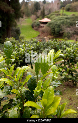 La vallée de l'Himalaya à Tregothnan Estate plantation de thé, près de Truro, Cornwall Banque D'Images