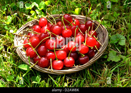 Cerises morello ou cerises aigres, dans le jardin (Prunus cerasus) en juin. Banque D'Images