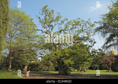 Un arbre robinier (Robinia pseudoacacia) dans les jardins botaniques royaux de Kew, Londres, Royaume-Uni. Banque D'Images