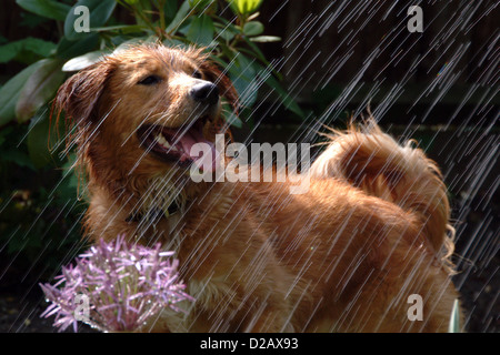 Duck-Tolling Retriever de la Nouvelle-Écosse Banque D'Images