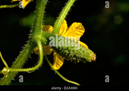 Mini concombre, variété : 'Vert Petit de Paris' (Cucumis sativus), en août, la maturation sur la plante. Banque D'Images