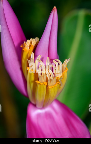 Close-up d'une fleur de bananier. Banque D'Images