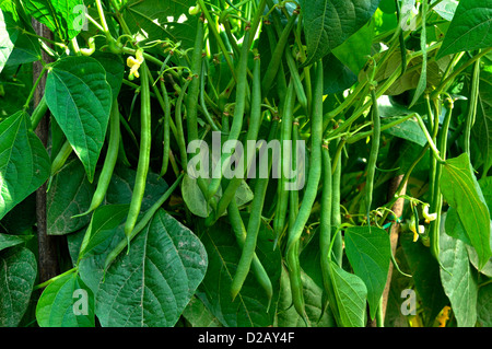 Lit de légumes haricots (Phaseolus vulgaris) dans le potager, en juillet. Banque D'Images