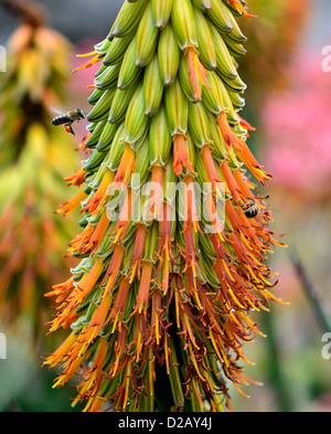 La collecte du pollen d'abeilles bourdonnant d'orange fleurs d'agave. Banque D'Images