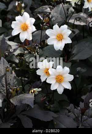 Dahlia 'Twynings après 8', de la famille des Astéracées. Le prix de la Royal Horticultural Society de Jardin Mérite. Banque D'Images