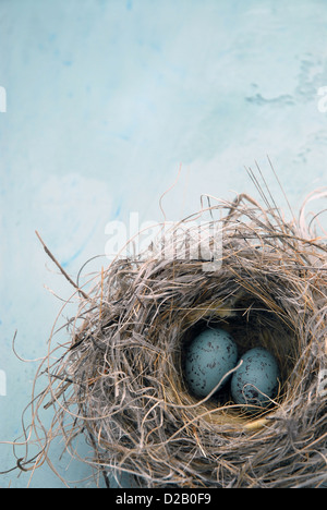 Les œufs bleus dans un nid d'oiseau. Banque D'Images