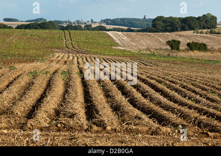 Vue de l'ancien champ de bataille de la somme près de Beaumont Hamel en regardant vers la crête et le mémorial de Thiepval Banque D'Images